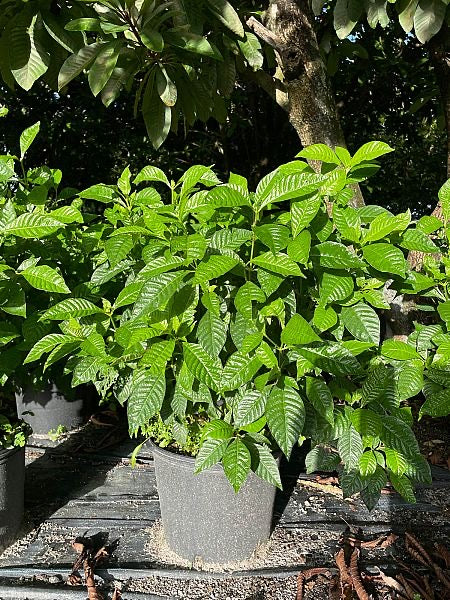 Shiny Leaf Wild Coffee