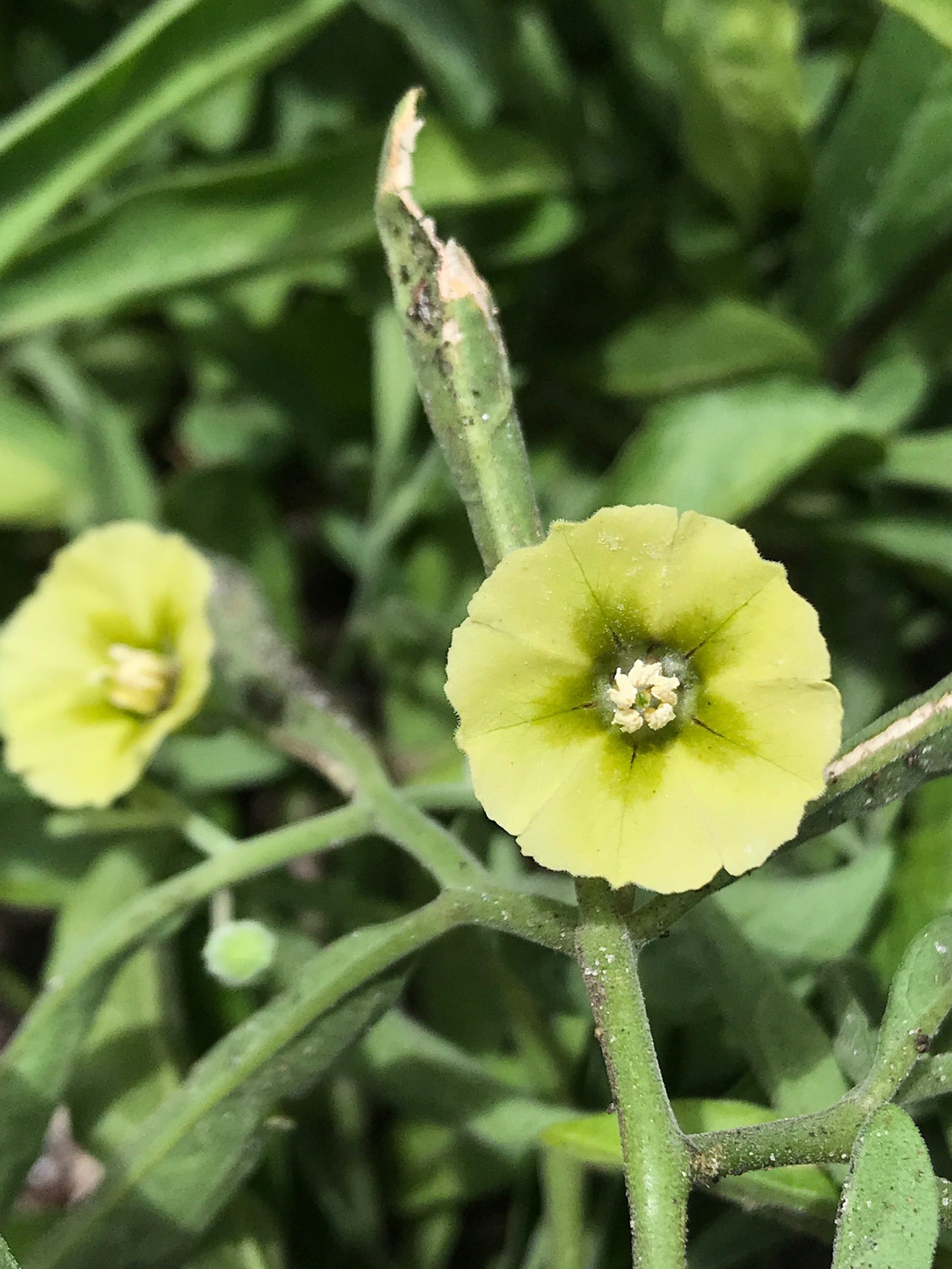 Walter’s Groundcherry