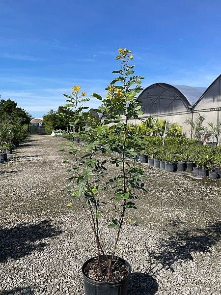 Privet Senna (Cassia)