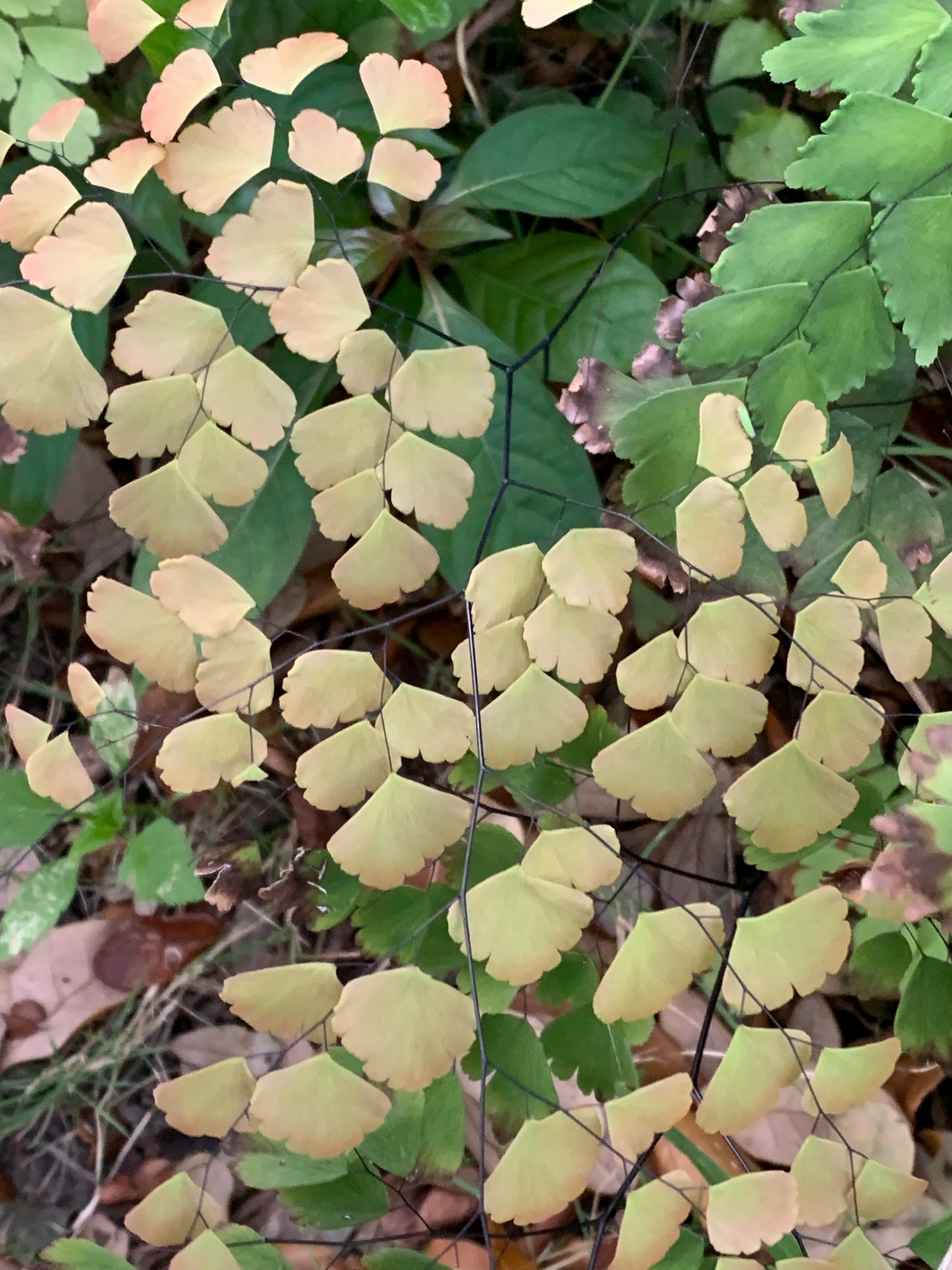 Brittle Maidenhair Fern