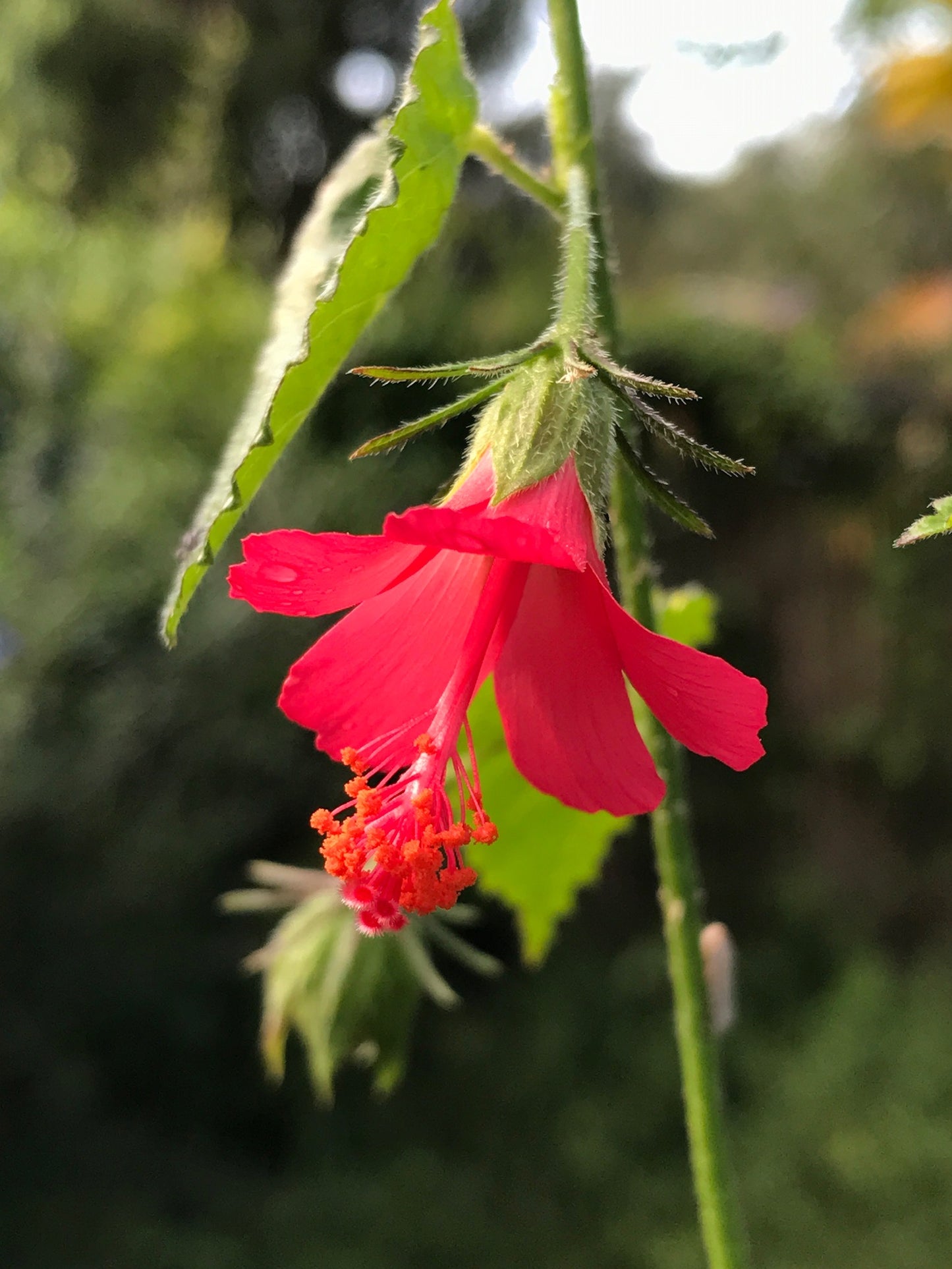 Fairy Hibiscus