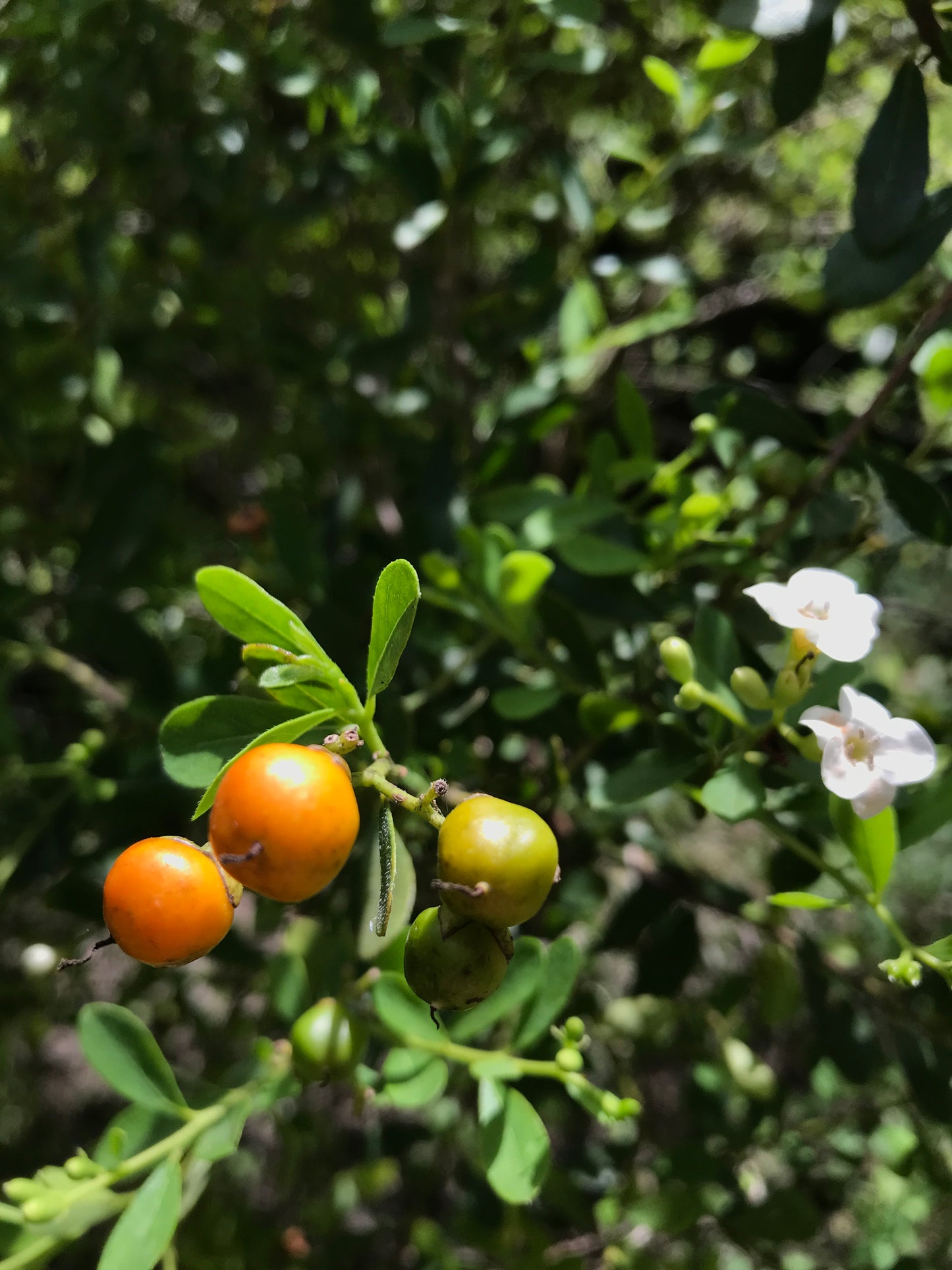 Bahama Strongbark