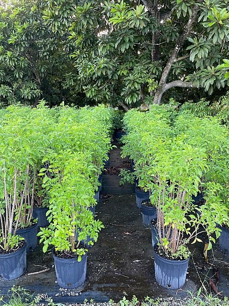 American Black Elderberry
