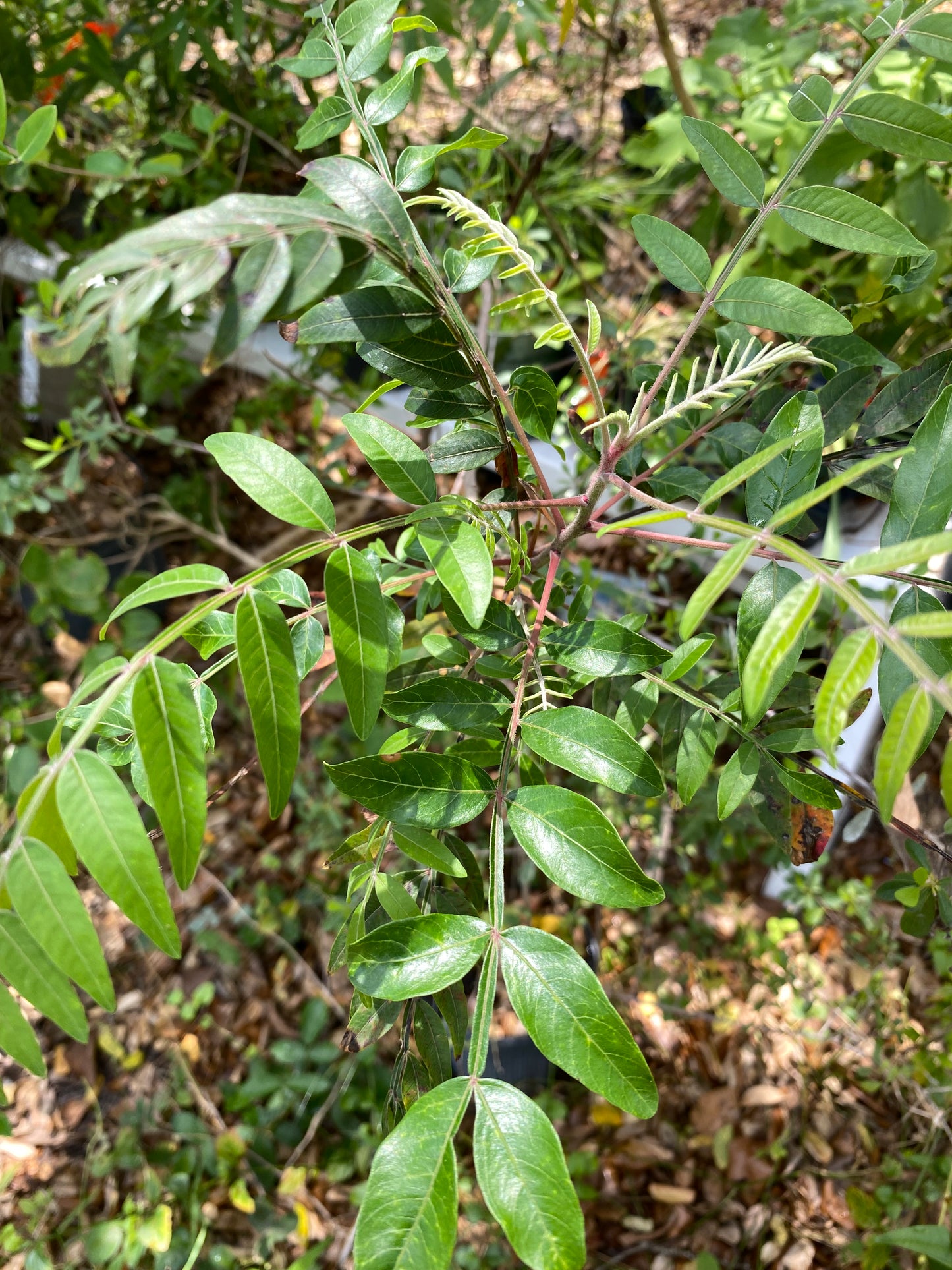 Winged Sumac