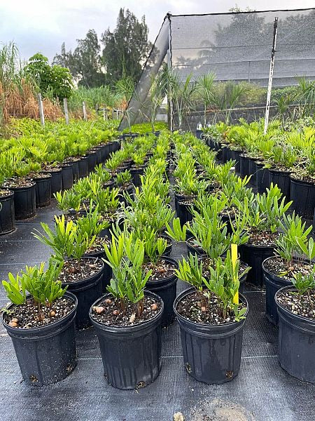 Coontie