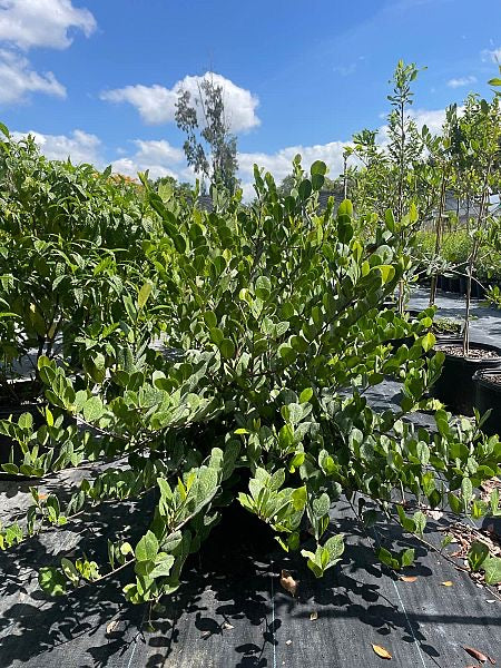 Horizontal Cocoplum