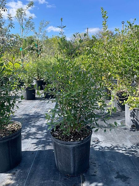 Florida Privet