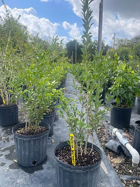 Florida Boxwood