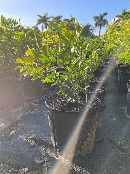 Florida Keys Blackbead