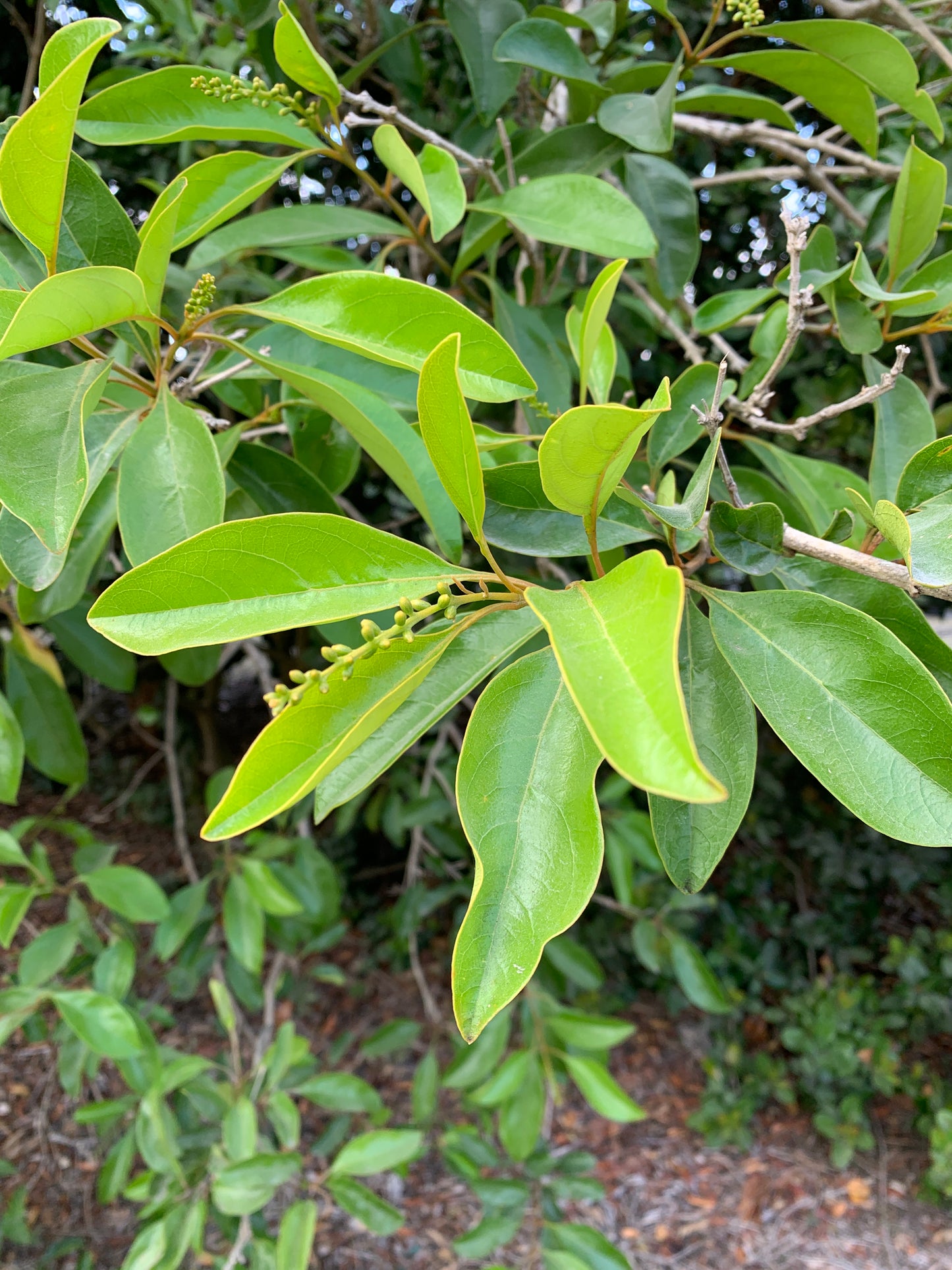 Florida Fiddlewood