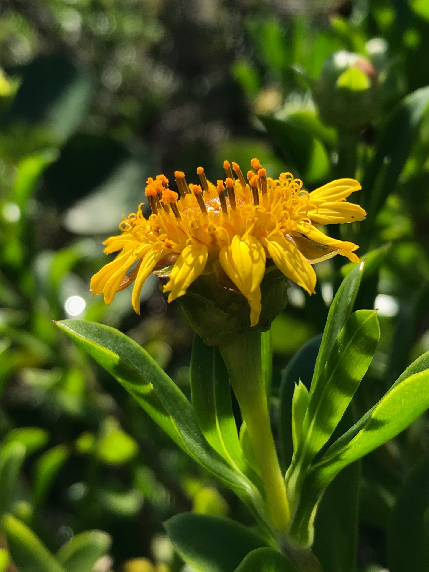 Green Sea Oxeye Daisy