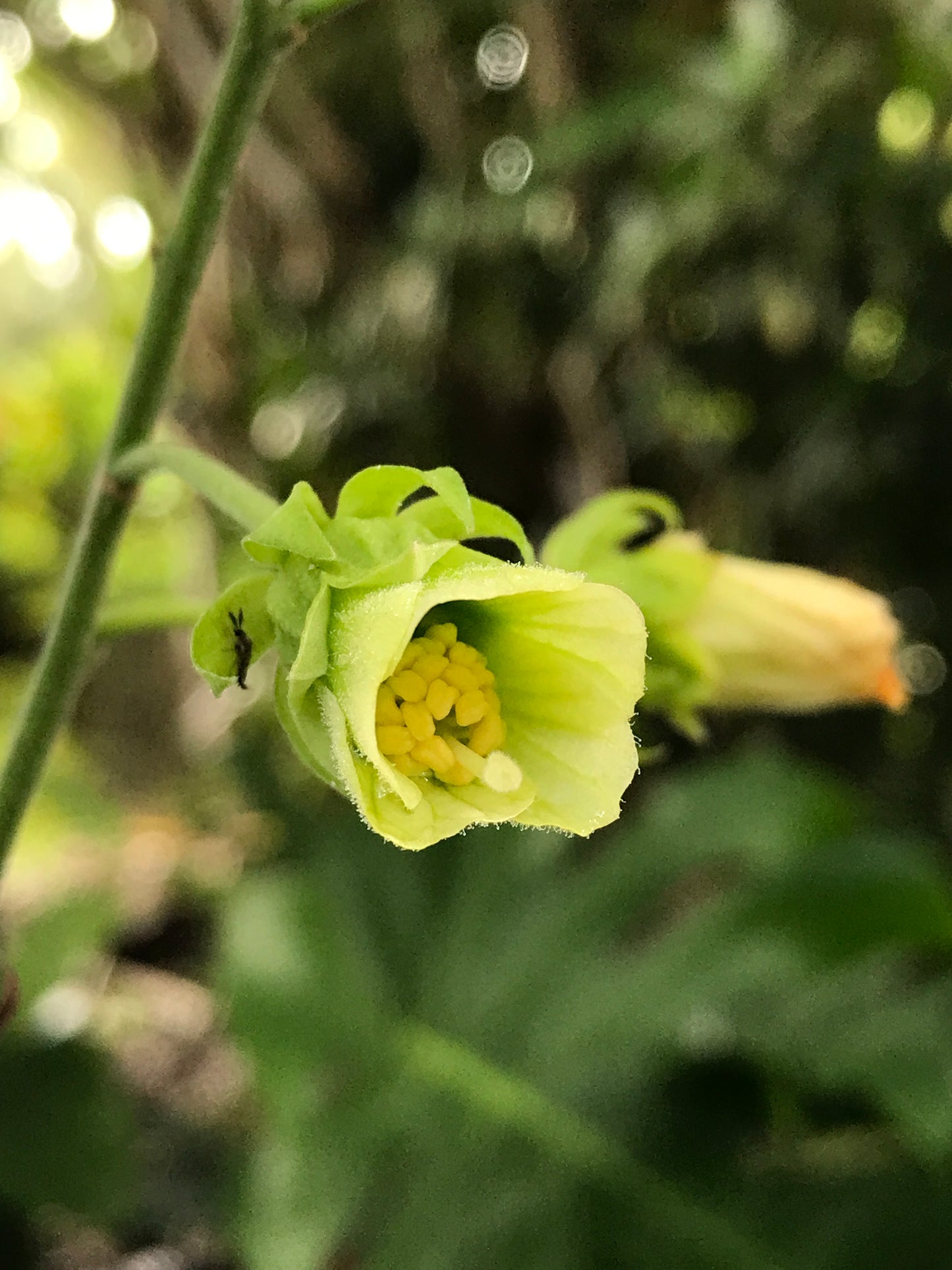 Mangrove Mallow