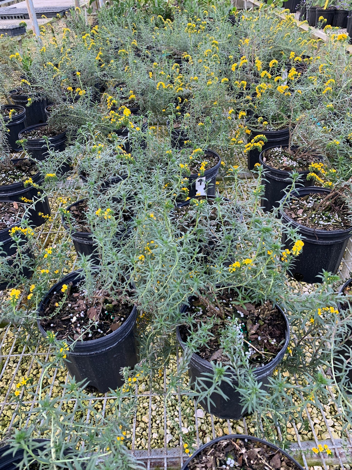 Pineland Heliotrope