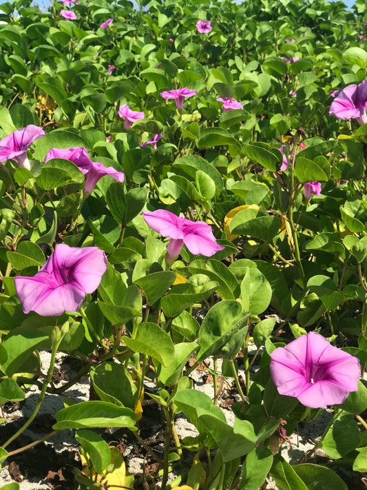 Railroad Vine