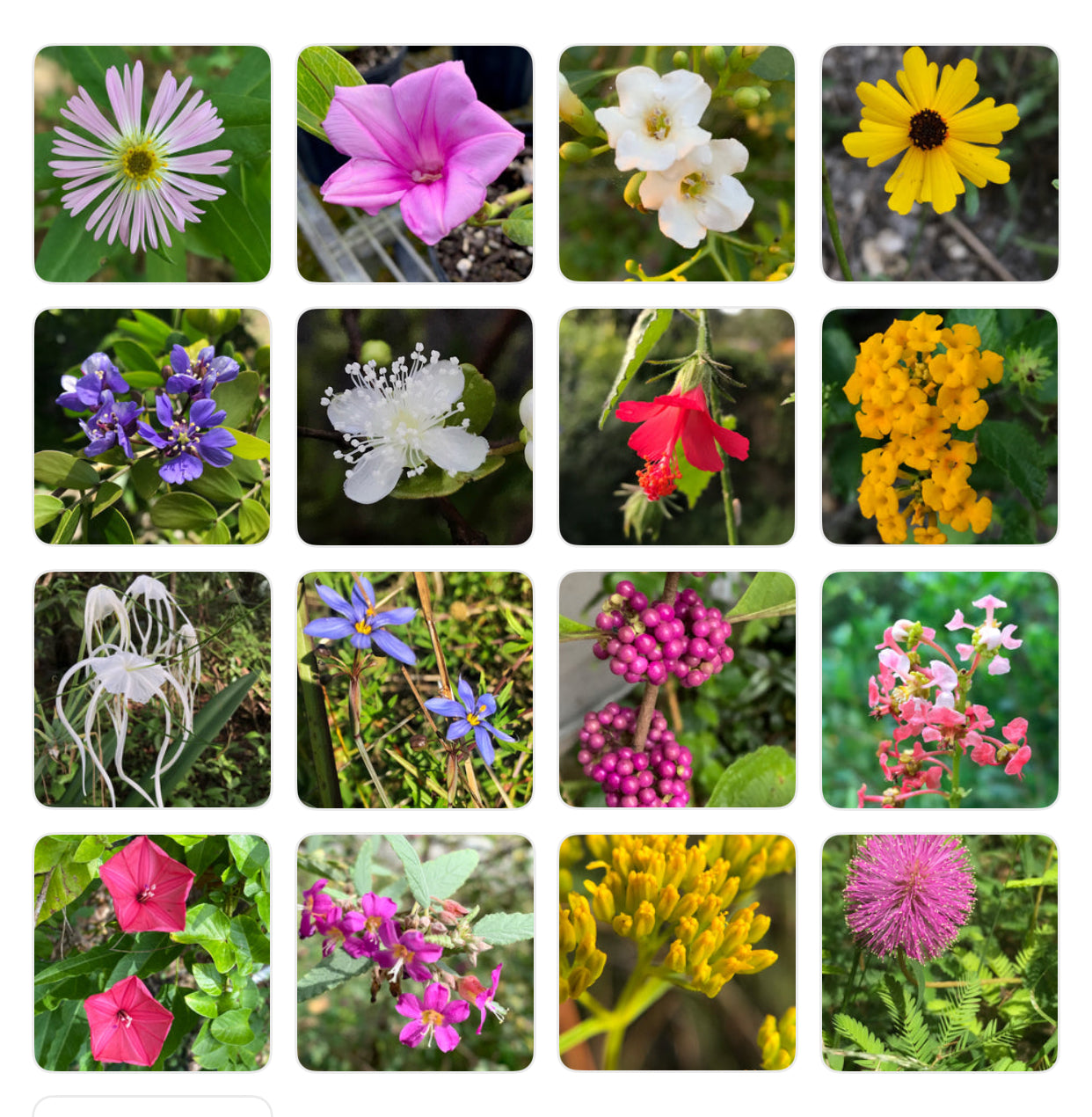 Featured Plants