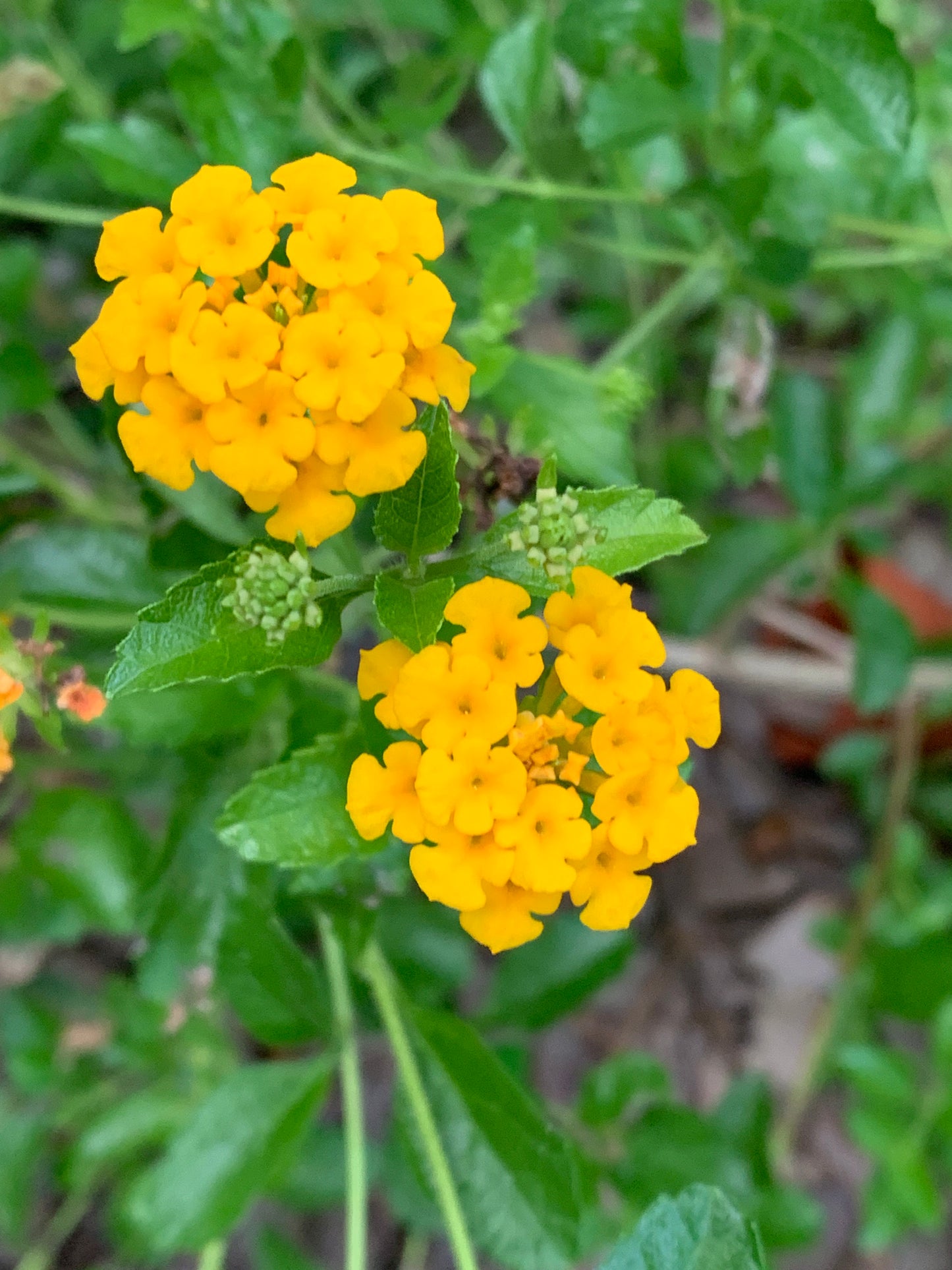 Pineland Lantana depressa var. depressa