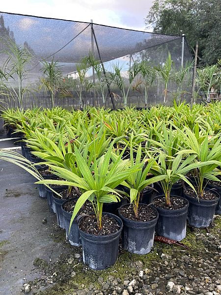Florida Thatch Palm