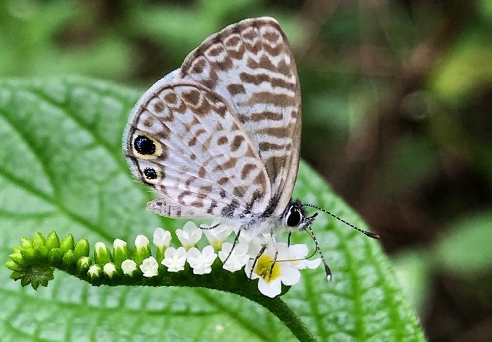 Scorpiontail