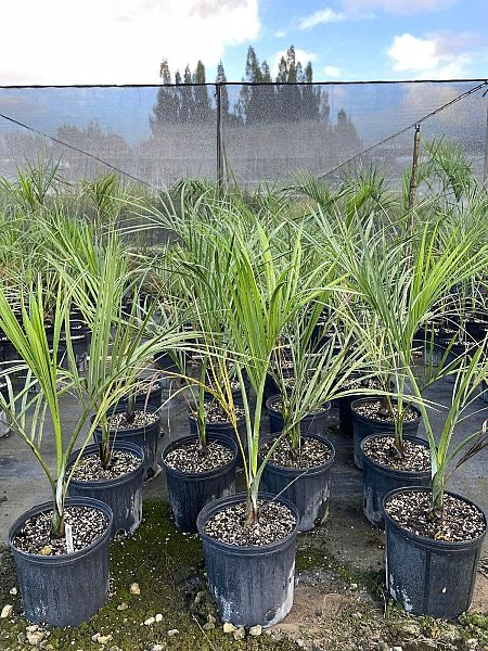 Buccaneer Palm