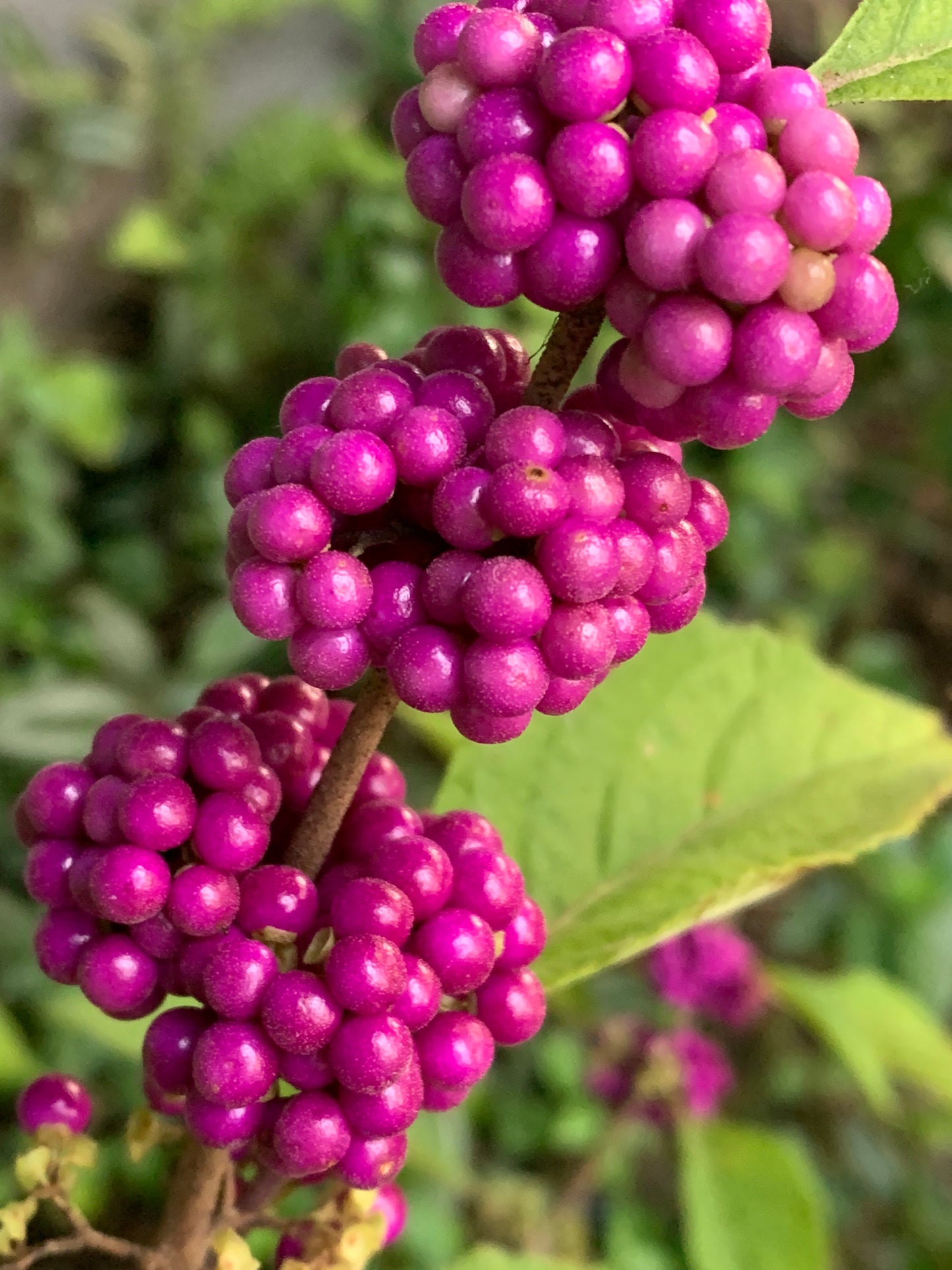 American Beautyberry