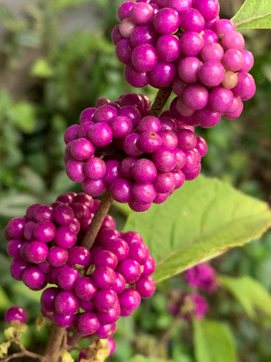 American Beautyberry
