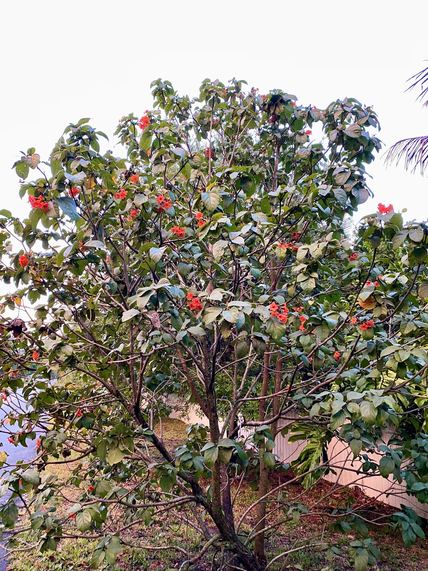 Orange Geiger Tree