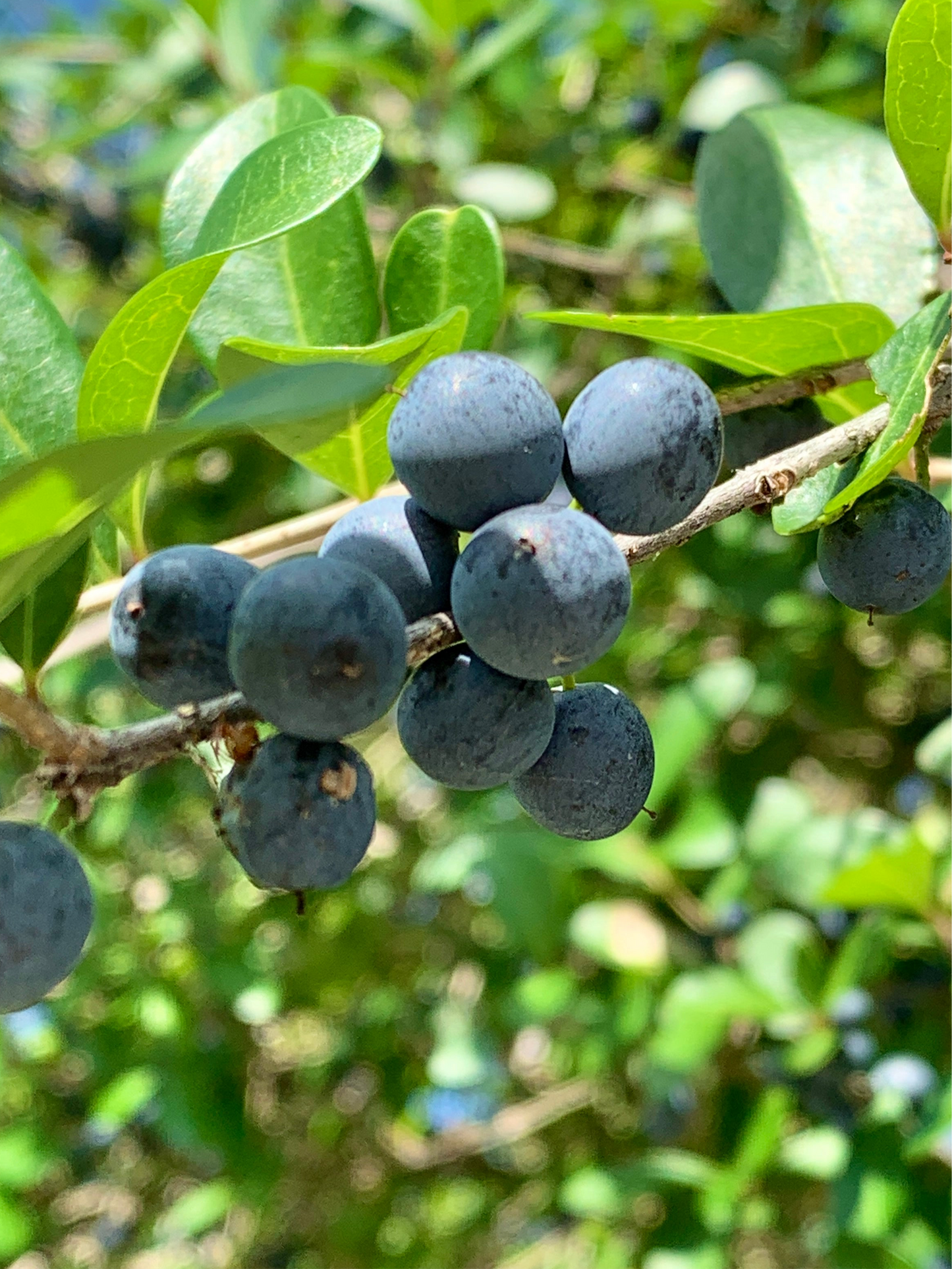 Florida Privet