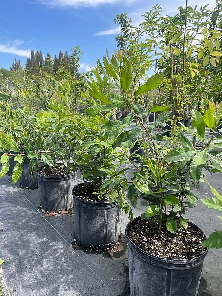 Wax Myrtle