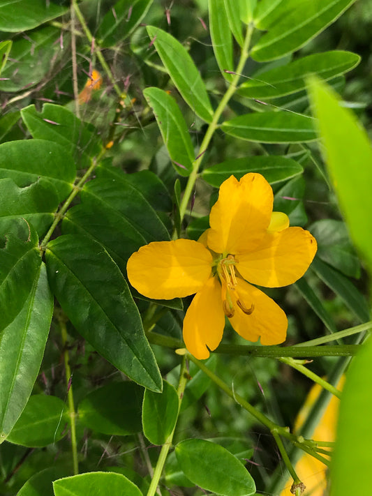 Privet Senna (Cassia)