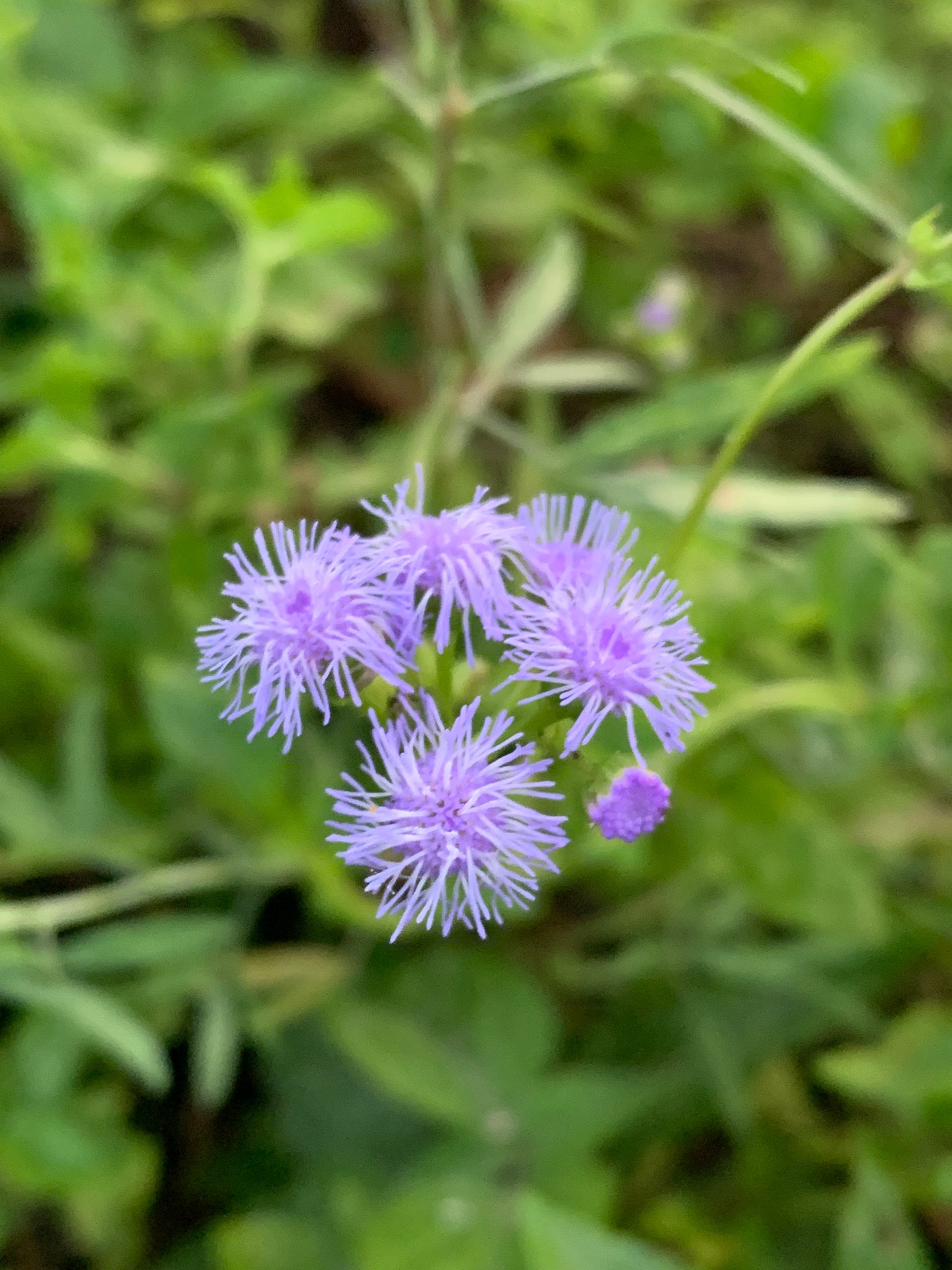 Keys Ageratum