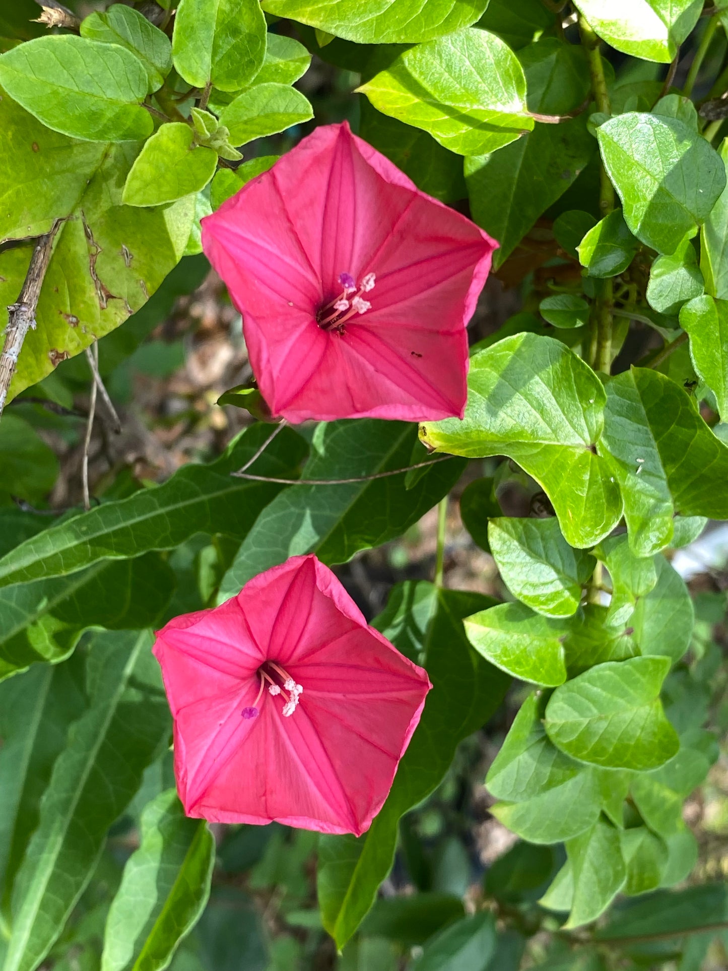 Miami Native Plants Gift Card