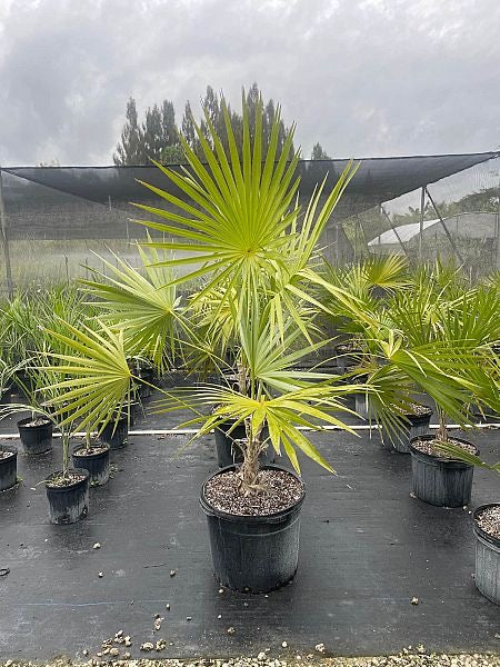 Florida Thatch Palm
