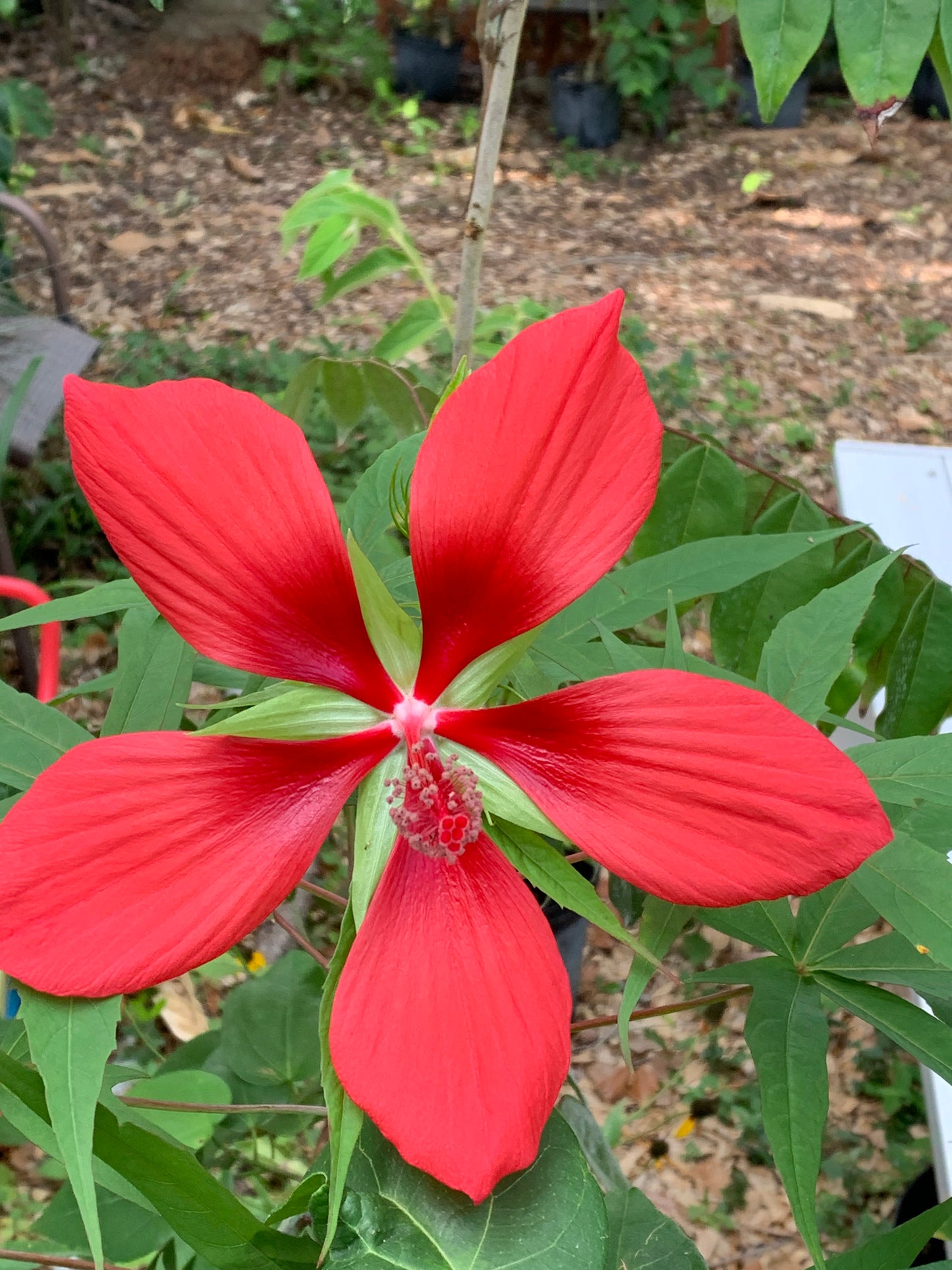 Scarlet Rosemallow