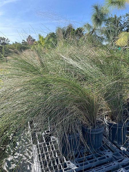 Muhlygrass