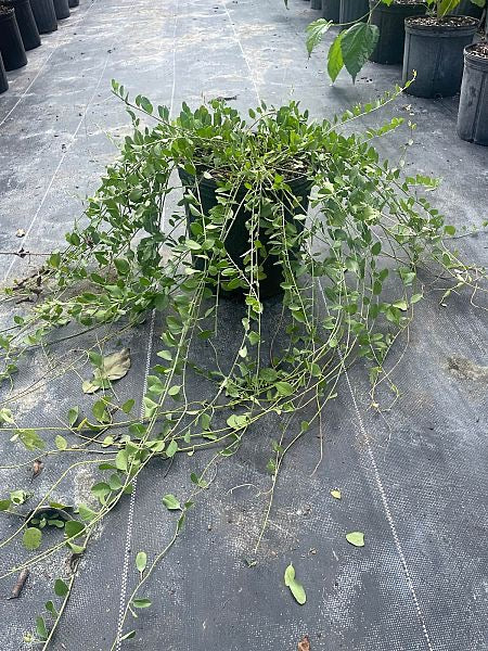 Beach Clustervine