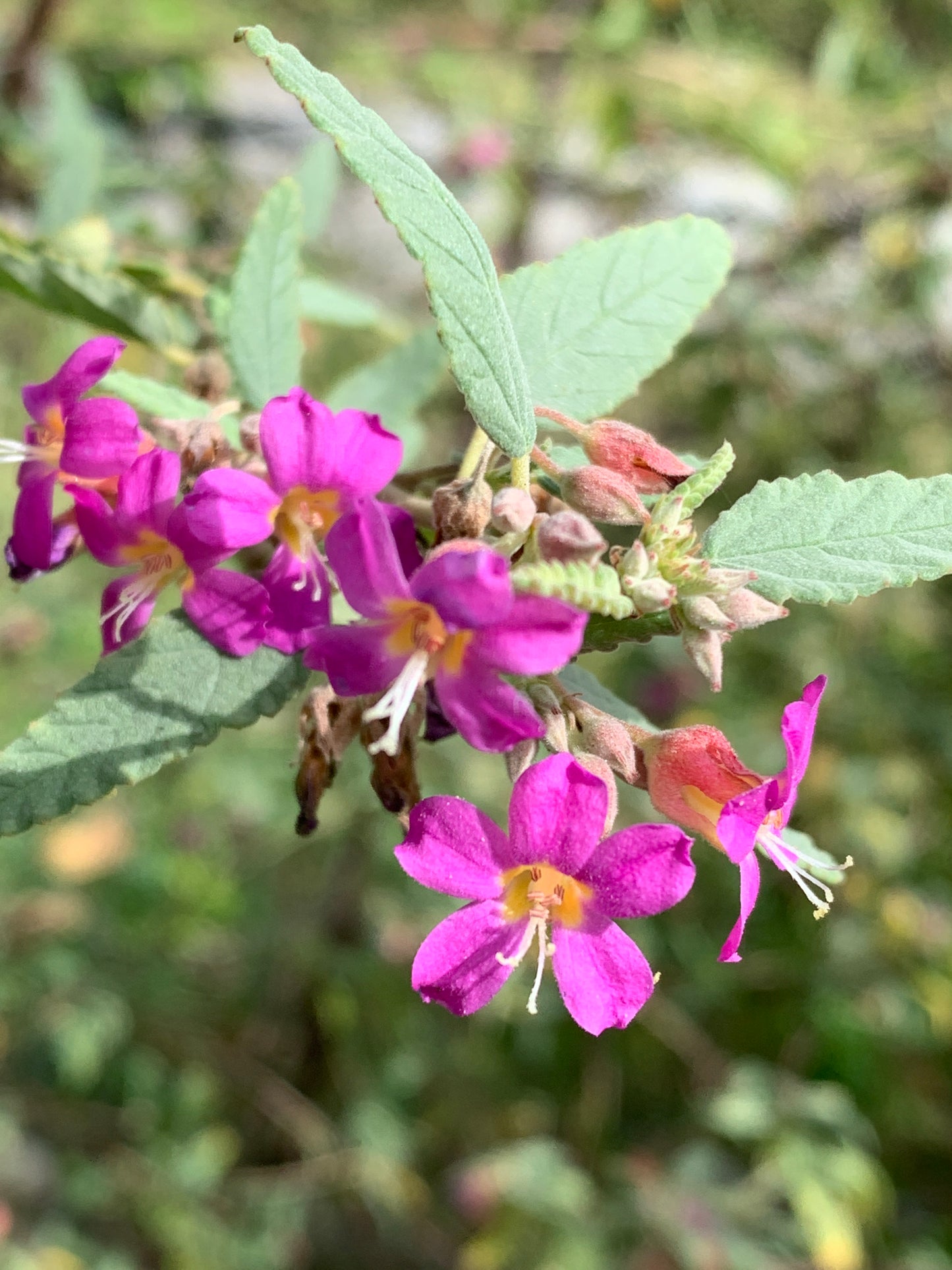 Miami Native Plants Gift Card