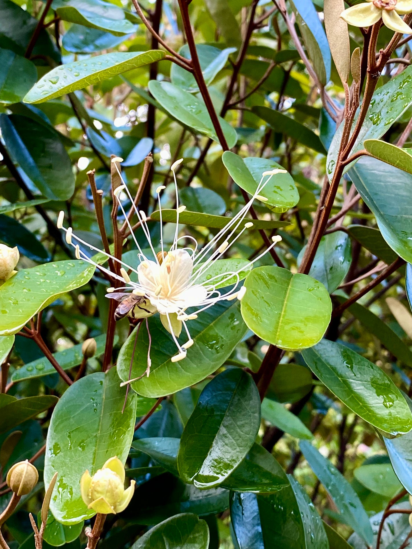 Jamaican Caper