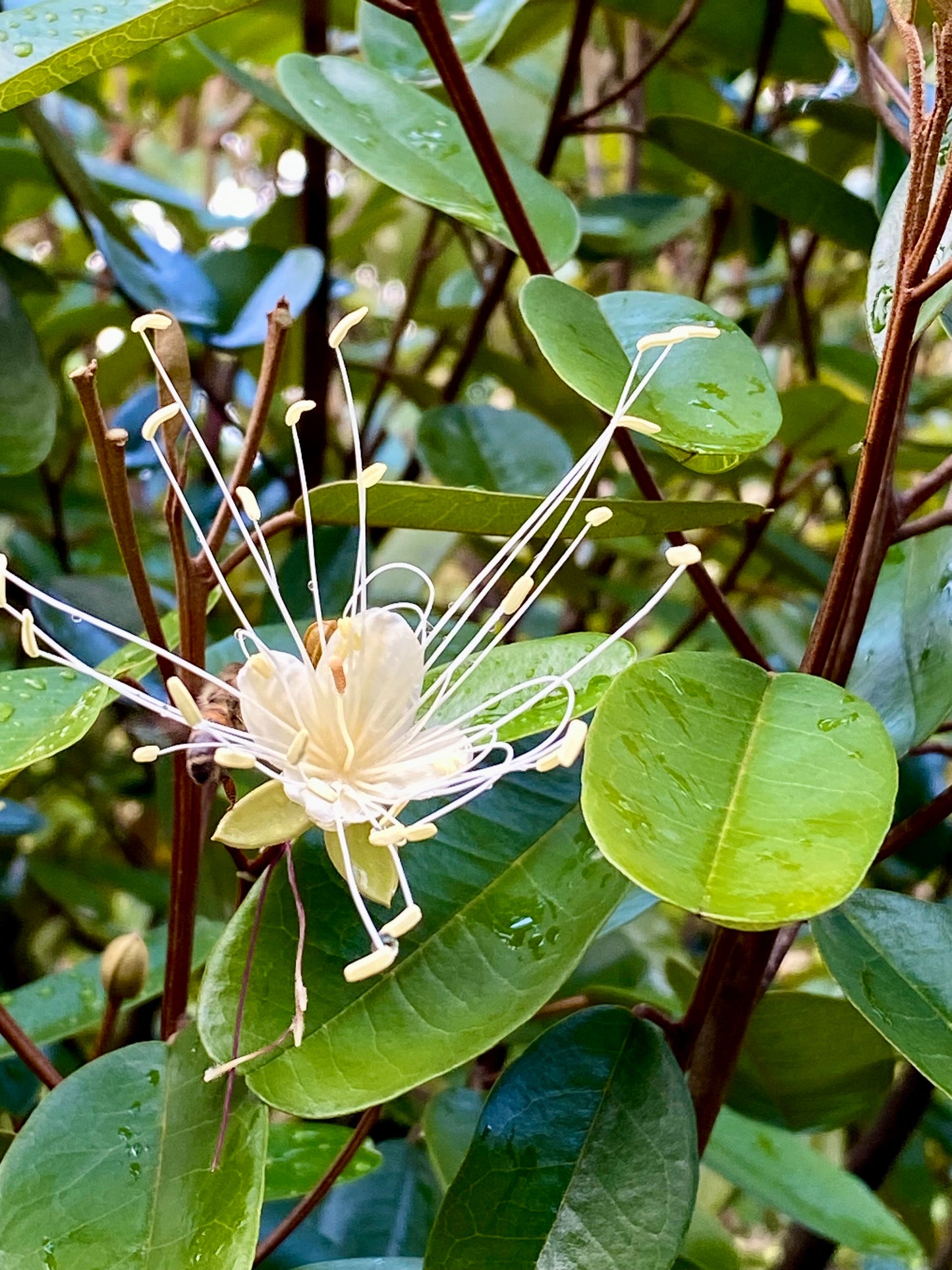 Jamaican Caper