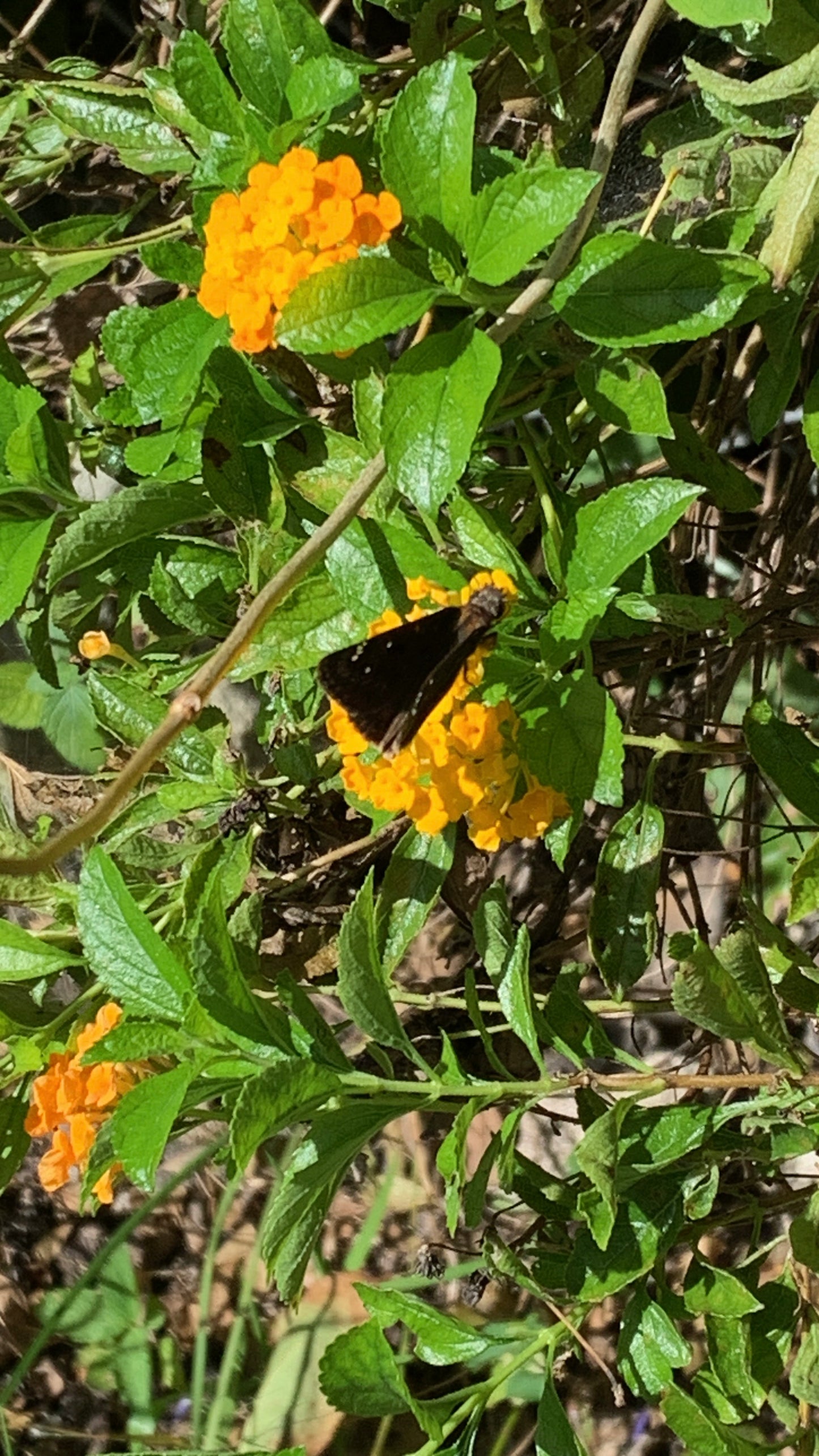 Pineland Lantana depressa var. depressa