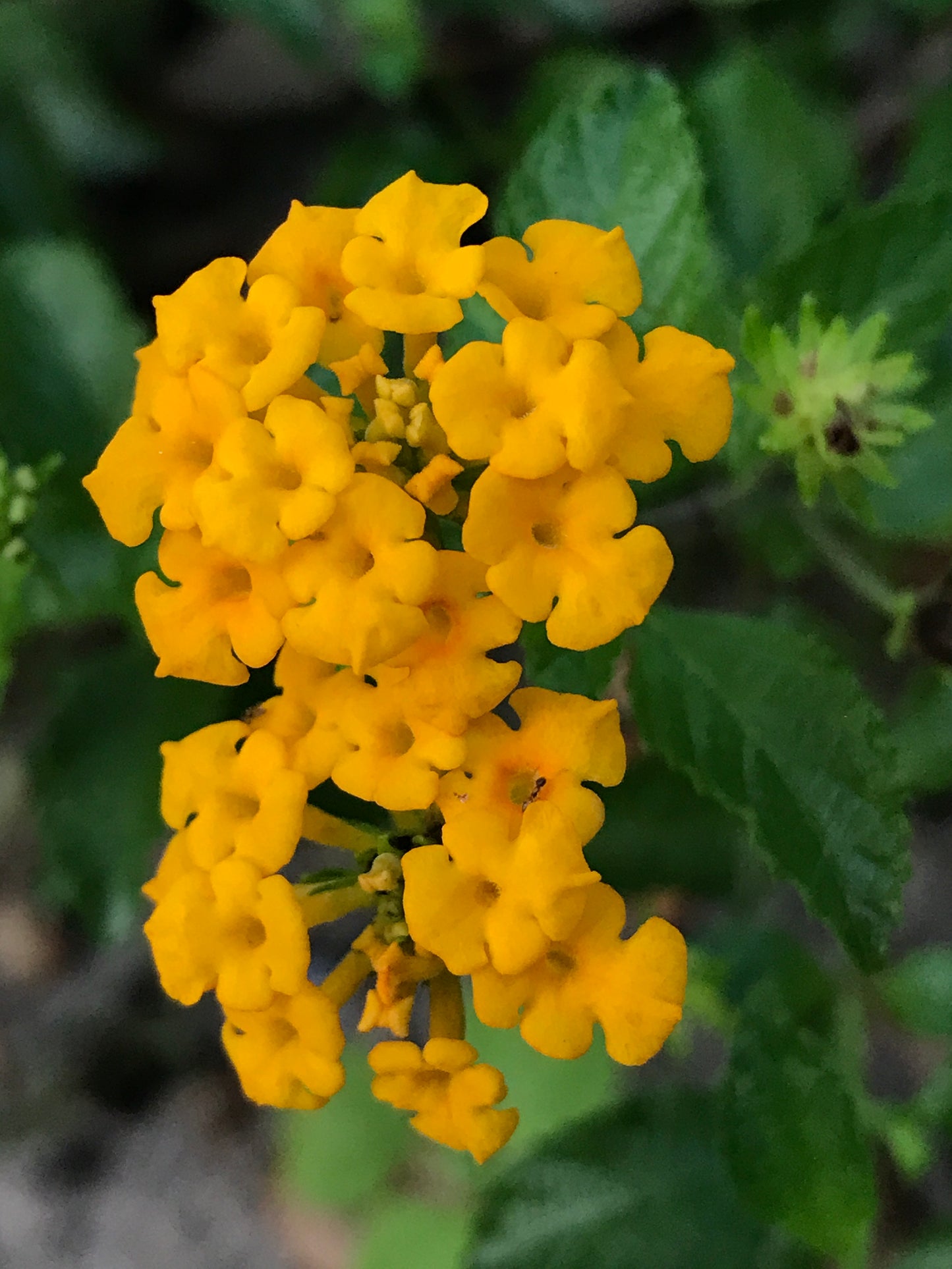 Miami Native Plants Gift Card