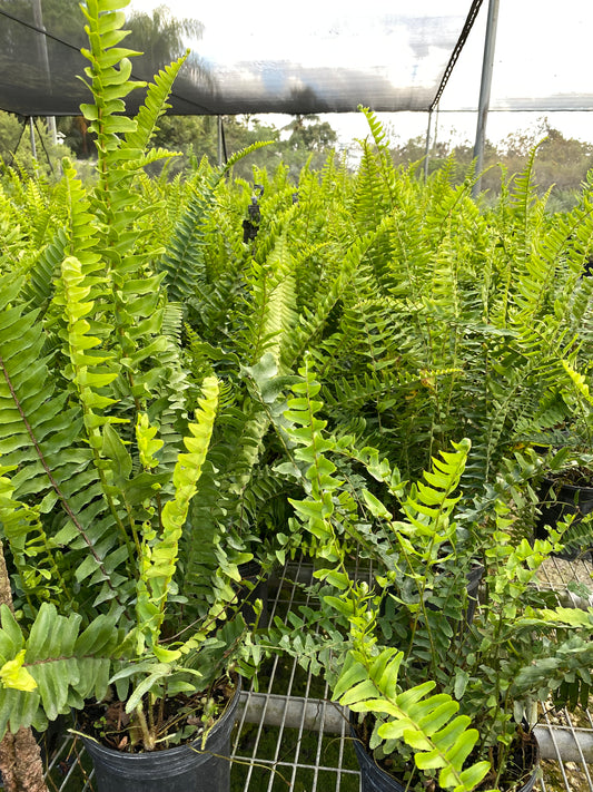 Boston Fern