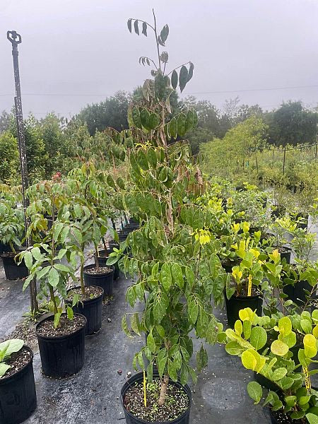 Florida Bitterbush