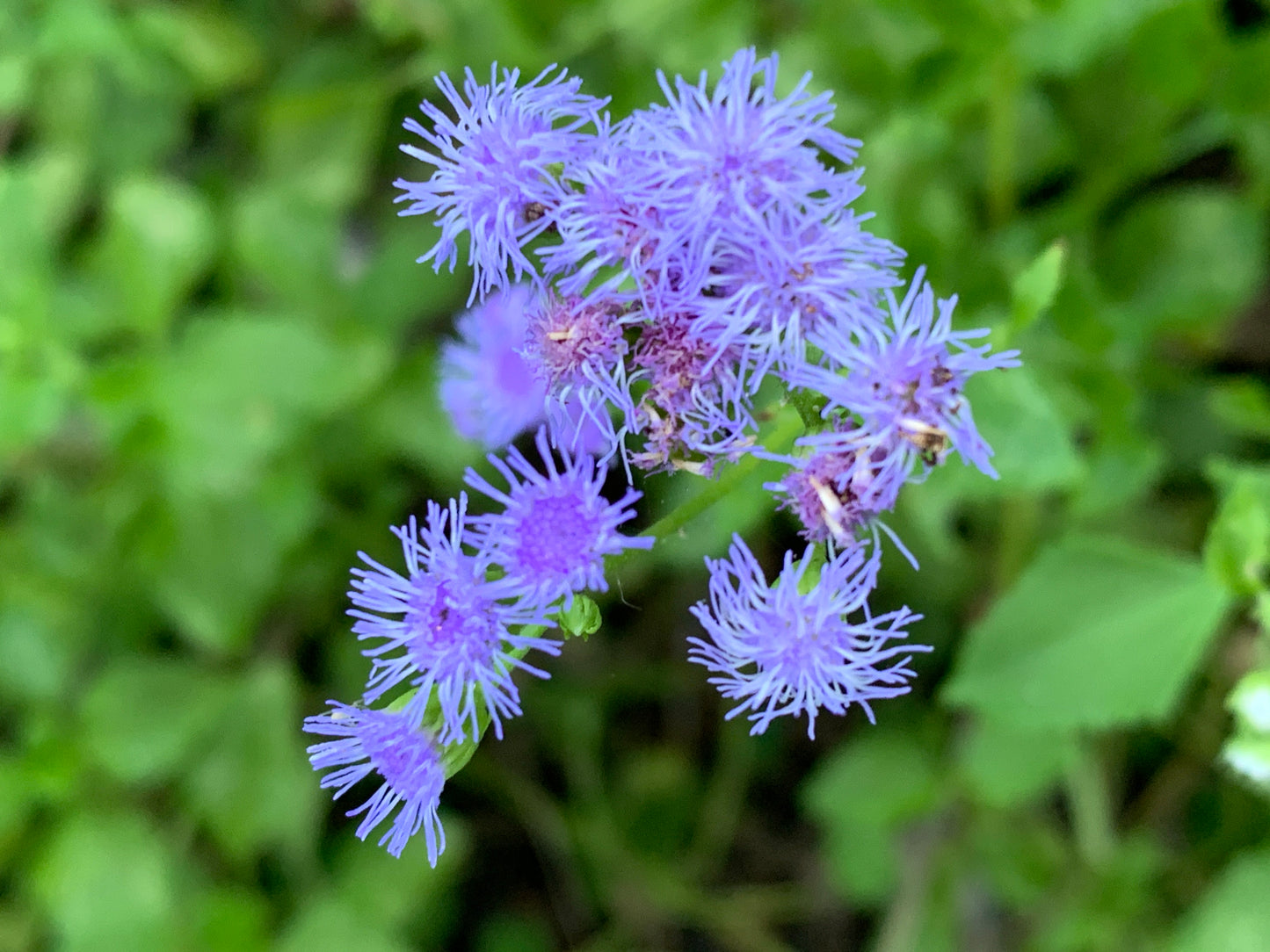 Keys Ageratum
