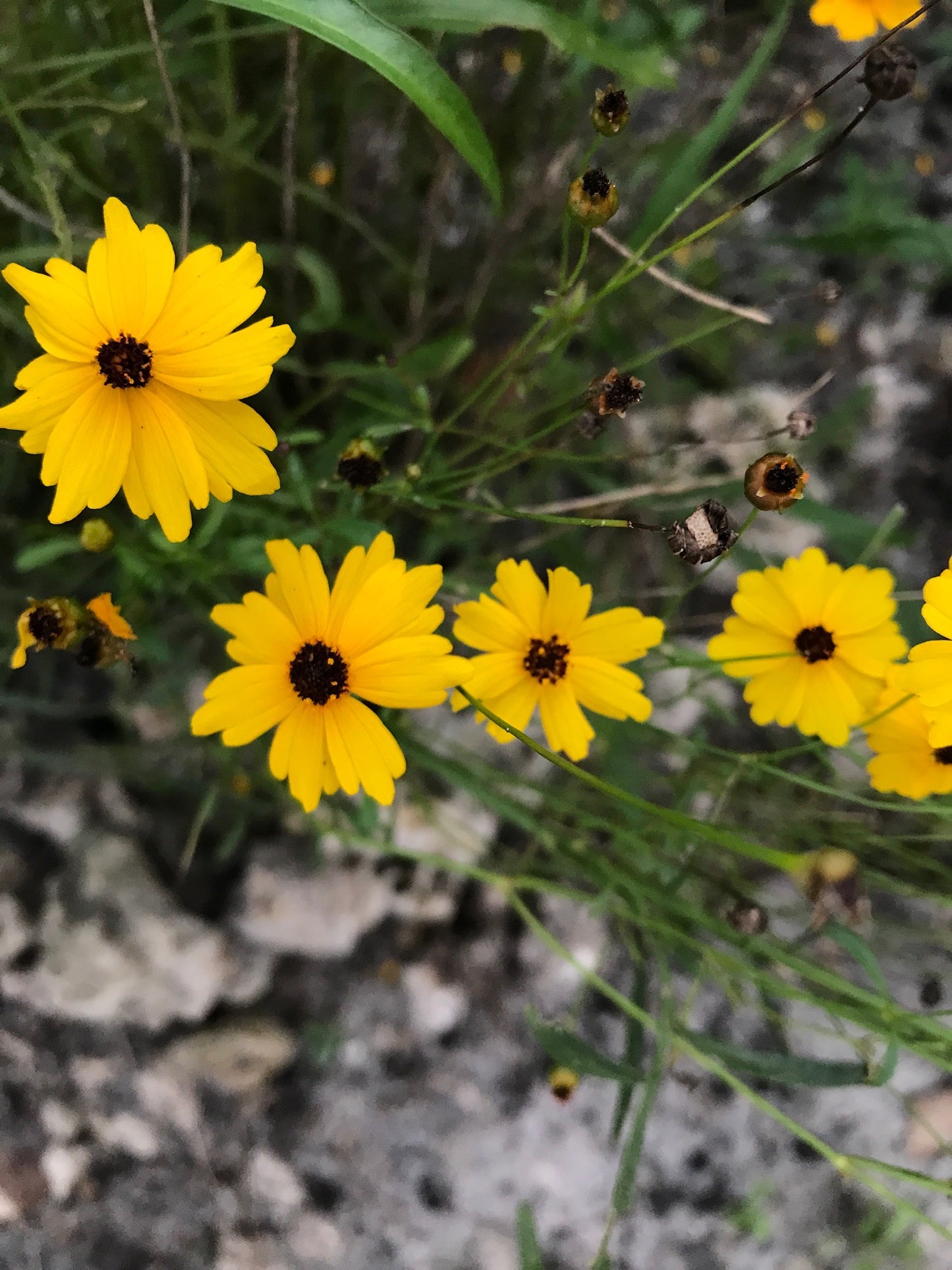 Leavenworth’s Tickseed