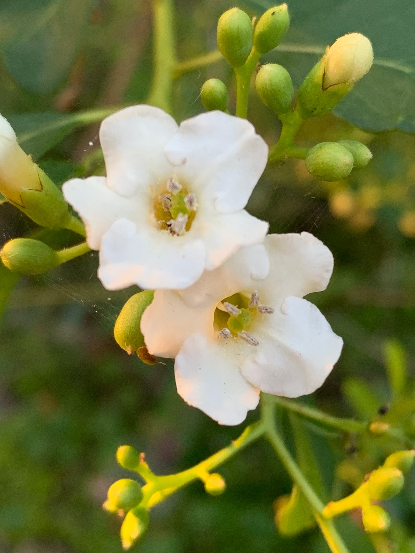 Miami Native Plants Gift Card