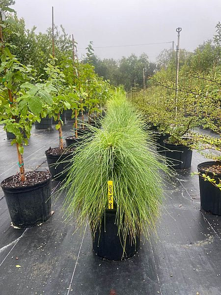 Dade Slash Pine