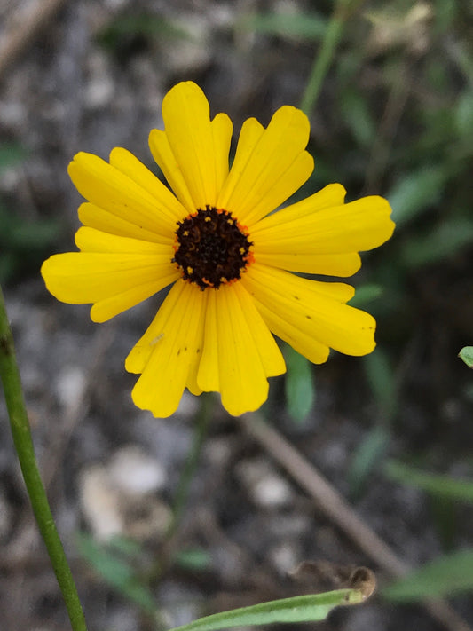 Leavenworth’s Tickseed