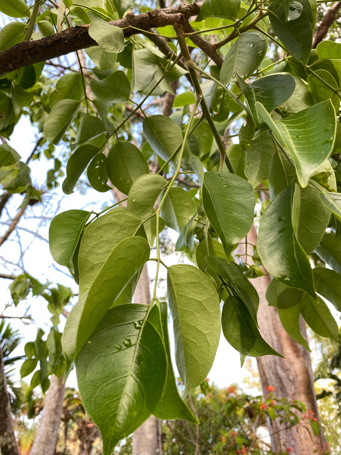 Gumbo Limbo
