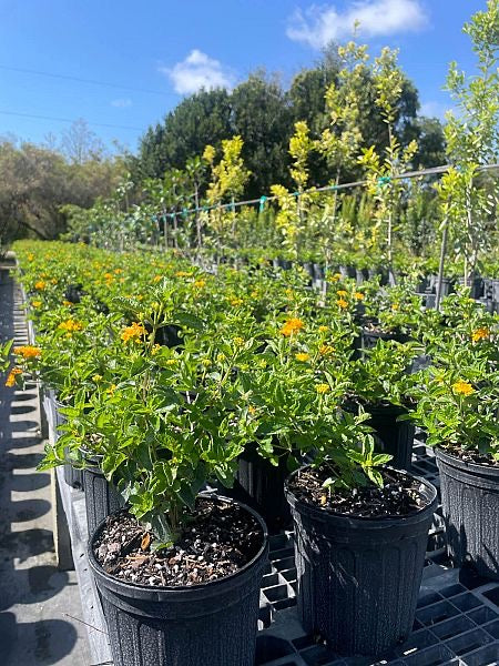 Pineland Lantana depressa var. depressa