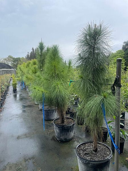 Dade Slash Pine